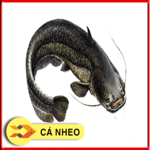CÁ NHEO