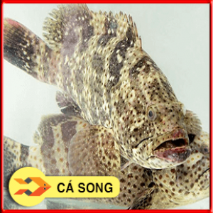 CÁ SONG